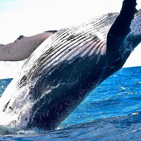 Superbe Bord De Mer, Acces Lagon Et Piscine Privee Paea المظهر الخارجي الصورة