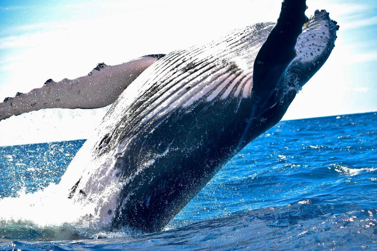 Superbe Bord De Mer, Acces Lagon Et Piscine Privee Paea المظهر الخارجي الصورة