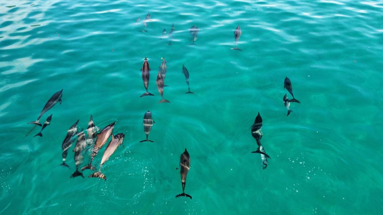 Superbe Bord De Mer, Acces Lagon Et Piscine Privee Paea المظهر الخارجي الصورة