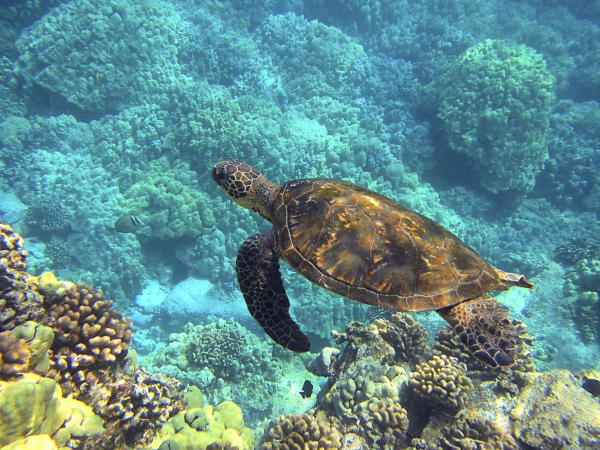Superbe Bord De Mer, Acces Lagon Et Piscine Privee Paea المظهر الخارجي الصورة